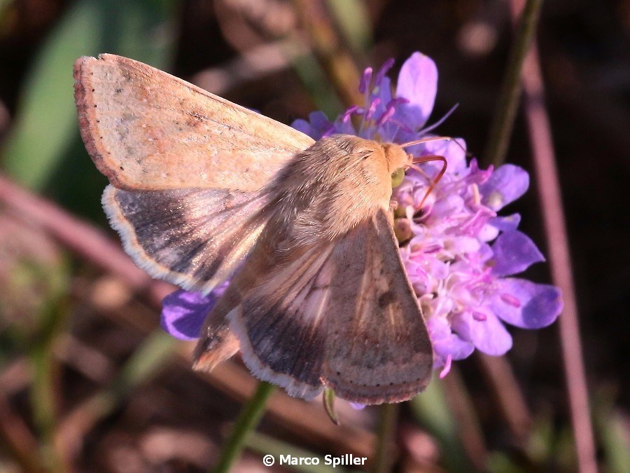 Falena da determinare - Heliothis peltigera, Noctuidae